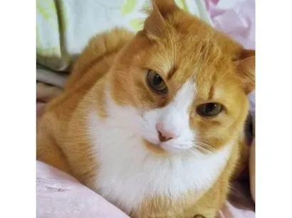 Gato raça SRD-ViraLata idade 5 anos nome NACHO LARANJA