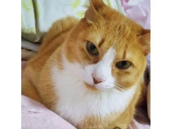 Gato ra a SRD-ViraLata idade 5 anos nome NACHO LARANJA