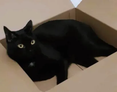Gato raça SRD-ViraLata idade 5 anos nome DUQUE BLACK