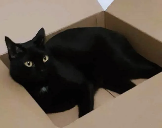 Gato ra a SRD-ViraLata idade 5 anos nome DUQUE BLACK