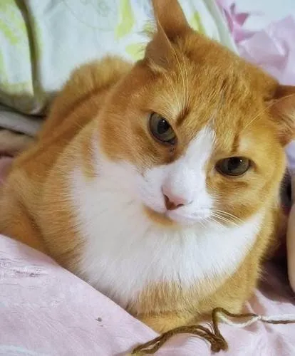 Gato ra a SRD-ViraLata idade 5 anos nome DUQUE BLACK