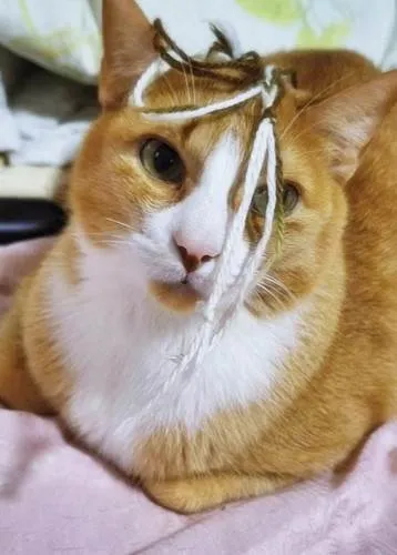 Gato ra a SRD-ViraLata idade 5 anos nome DUQUE BLACK