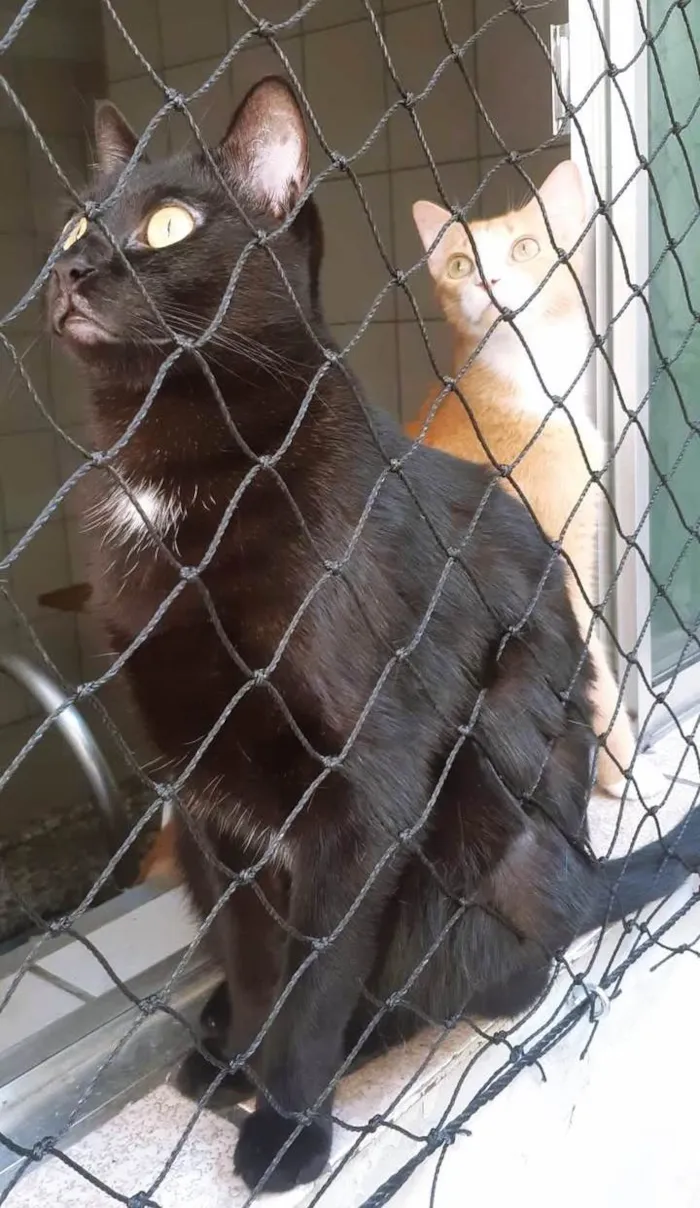 Gato ra a SRD-ViraLata idade 5 anos nome DUQUE BLACK