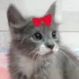 Sophia 