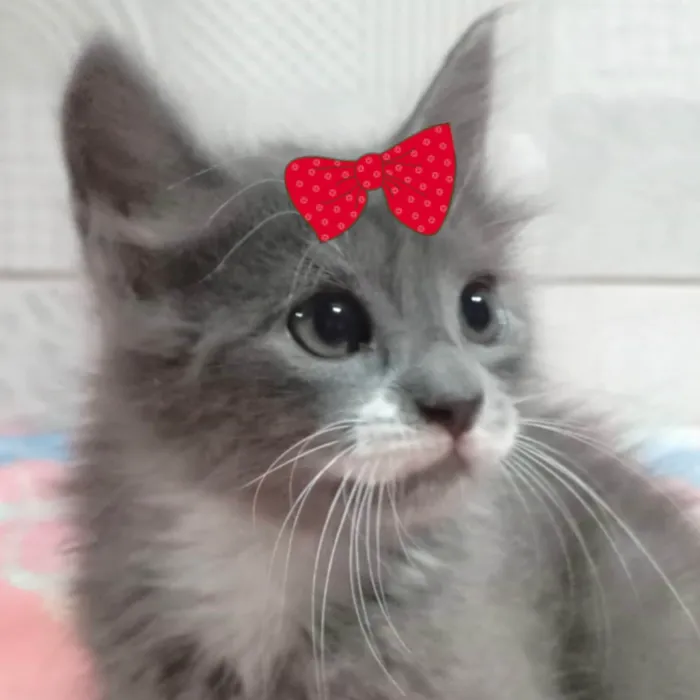 Gato ra a Angorá idade 2 a 6 meses nome Sophia 