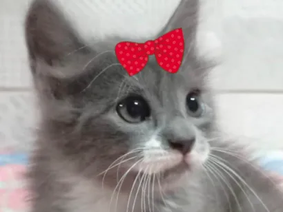 Gato raça Angorá idade 2 a 6 meses nome Sophia 