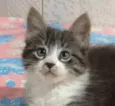 Dudu