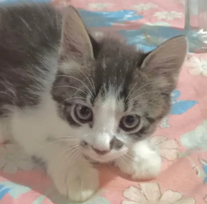 Gato ra a Angorá idade 2 a 6 meses nome Chico 