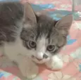Chico