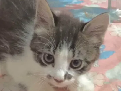 Gato raça Angorá idade 2 a 6 meses nome Chico 