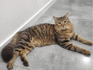 Gato raça SRD-ViraLata idade 7 a 11 meses nome mime 