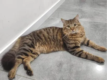 Gato raça SRD-ViraLata idade 7 a 11 meses nome mime 
