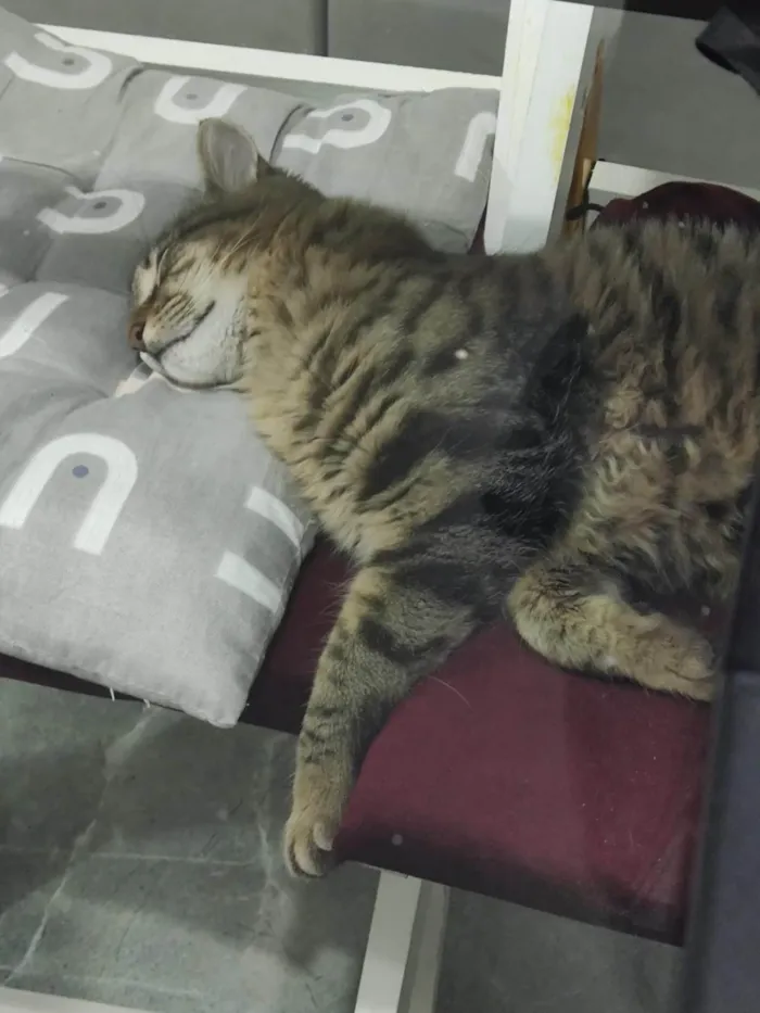 Gato ra a SRD-ViraLata idade 7 a 11 meses nome mime 