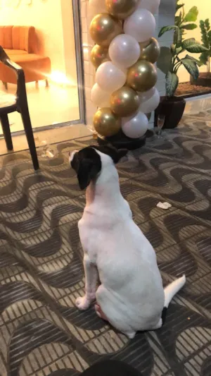 Cachorro raça SRD-ViraLata idade 2 a 6 meses nome Não sei 