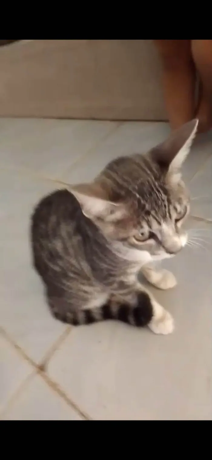 Gato ra a SRD-ViraLata idade 7 a 11 meses nome Lili