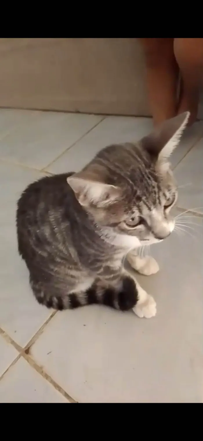 Gato ra a SRD-ViraLata idade 7 a 11 meses nome Lili