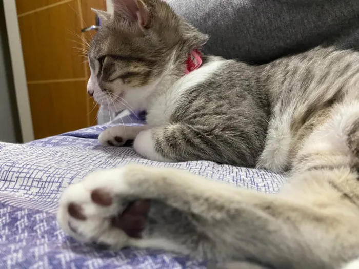 Gato ra a SRD-ViraLata idade 7 a 11 meses nome Mia e Banguela
