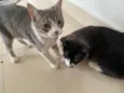 Mia e Banguela