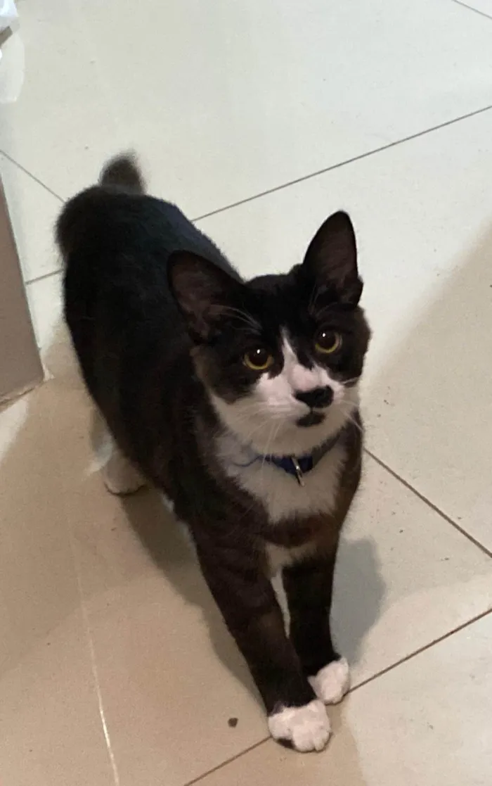 Gato ra a SRD-ViraLata idade 7 a 11 meses nome Mia e Banguela