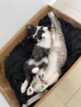 Mia e Banguela