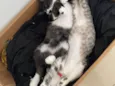 Mia e Banguela