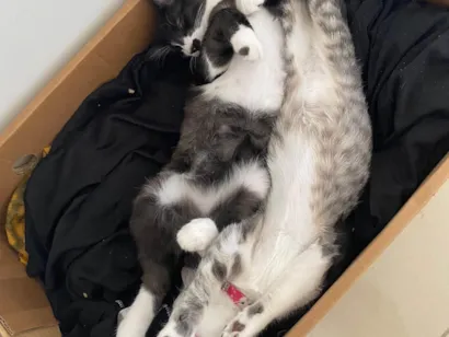 Gato raça SRD-ViraLata idade 7 a 11 meses nome Mia e Banguela
