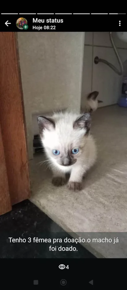 Gato raça Siamês idade 2 a 6 meses nome Não tem nome ainda 
