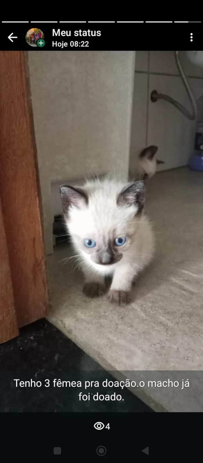 Gato ra a Siamês idade 2 a 6 meses nome Não tem nome ainda 