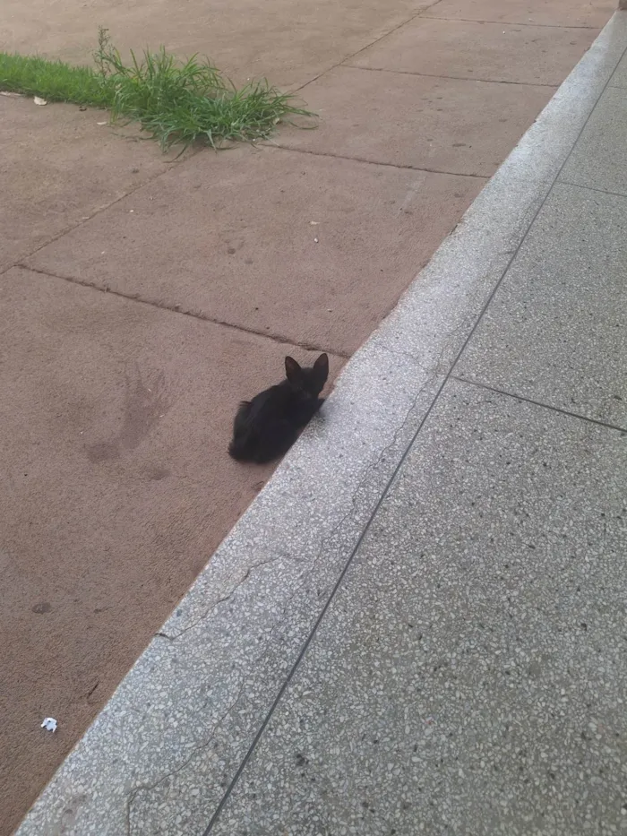 Gato ra a SRD-ViraLata idade Abaixo de 2 meses nome Adenylsa Vieira de Sousa