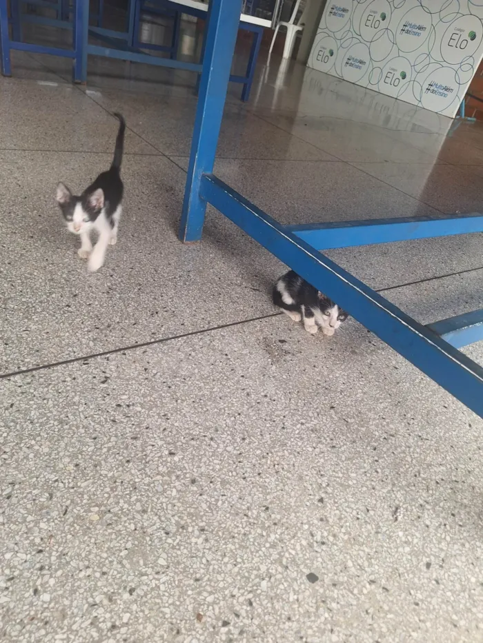 Gato ra a SRD-ViraLata idade Abaixo de 2 meses nome Adenylsa Vieira de Sousa