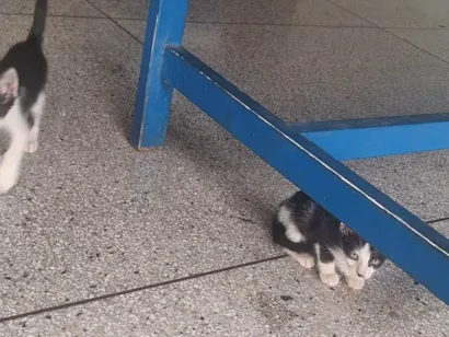 Gato raça SRD-ViraLata idade Abaixo de 2 meses nome Adenylsa Vieira de Sousa