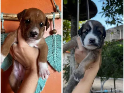 Cachorro raça SRD-ViraLata idade Abaixo de 2 meses nome Filhotes SRD para adoção