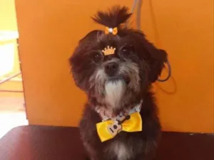 Cachorro raça Lhasa Apso idade 5 anos nome Meg 