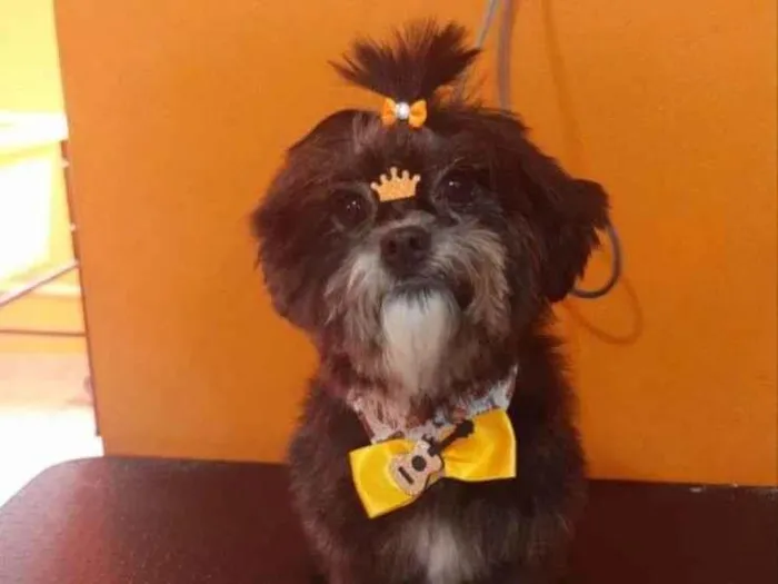 Cachorro ra a Lhasa Apso idade 5 anos nome Meg 