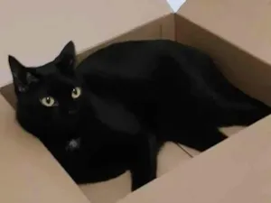 Gato raça SRD-ViraLata idade 5 anos nome DUQUE BLACK