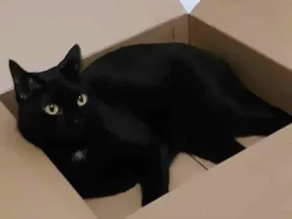 Gato raça SRD-ViraLata idade 5 anos nome DUQUE BLACK