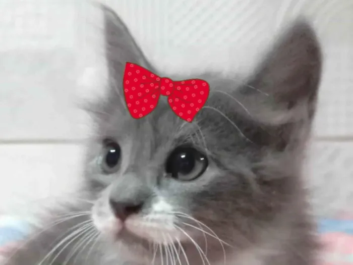 Gato raça Angorá idade 2 a 6 meses nome Sophia 