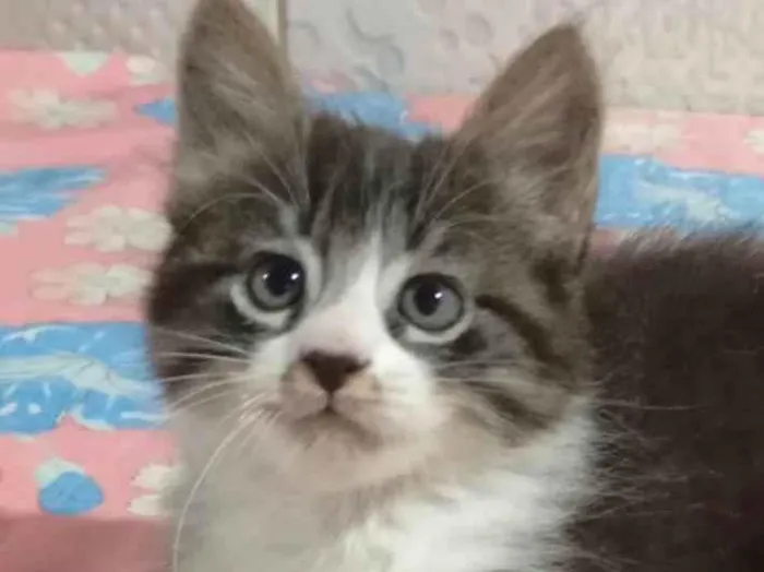 Gato raça Angorá idade 2 a 6 meses nome Dudu 