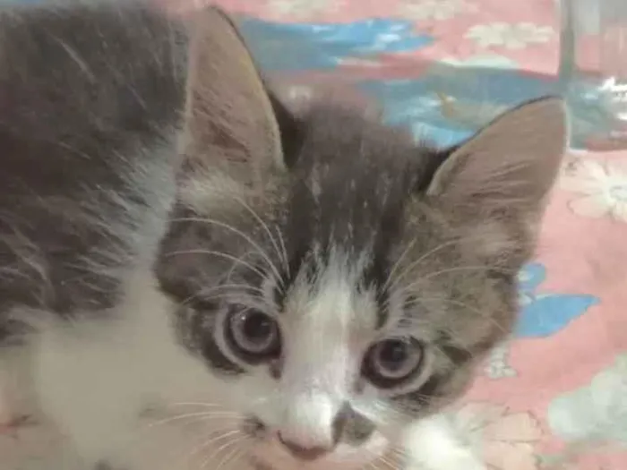 Gato raça Angorá idade 2 a 6 meses nome Chico 