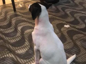 Cachorro raça SRD-ViraLata idade 2 a 6 meses nome Não sei 