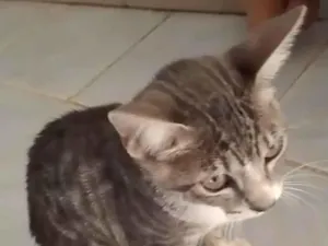 Gato raça SRD-ViraLata idade 7 a 11 meses nome Lili