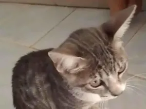 Gato raça SRD-ViraLata idade 7 a 11 meses nome Lili