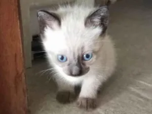 Gato raça Siamês idade 2 a 6 meses nome Não tem nome ainda 