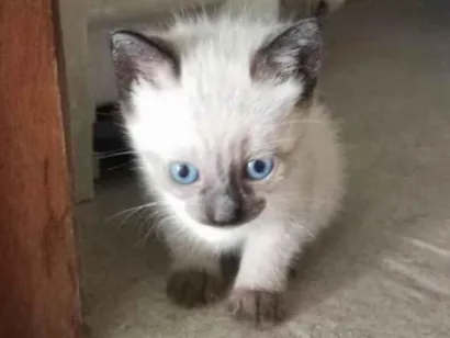 Gato raça Siamês idade 2 a 6 meses nome Não tem nome ainda 