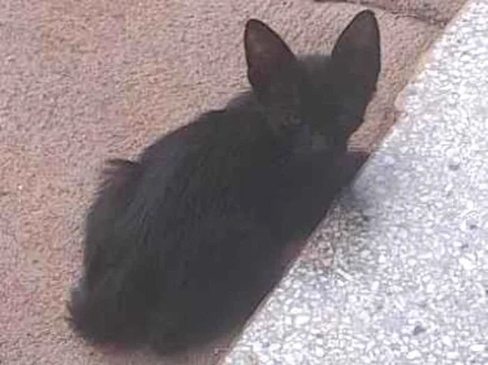 Gato ra a SRD-ViraLata idade Abaixo de 2 meses nome Adenylsa Vieira de Sousa