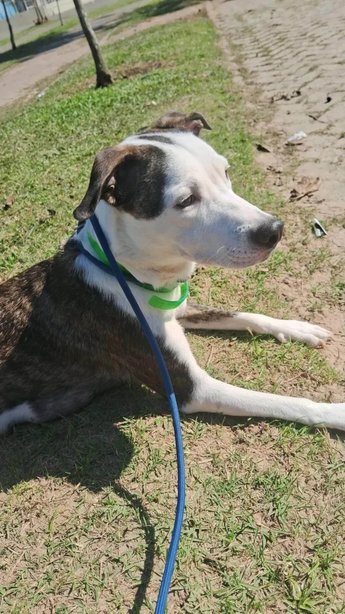 Cachorro ra a SRD-ViraLata idade 2 a 6 meses nome Leona 