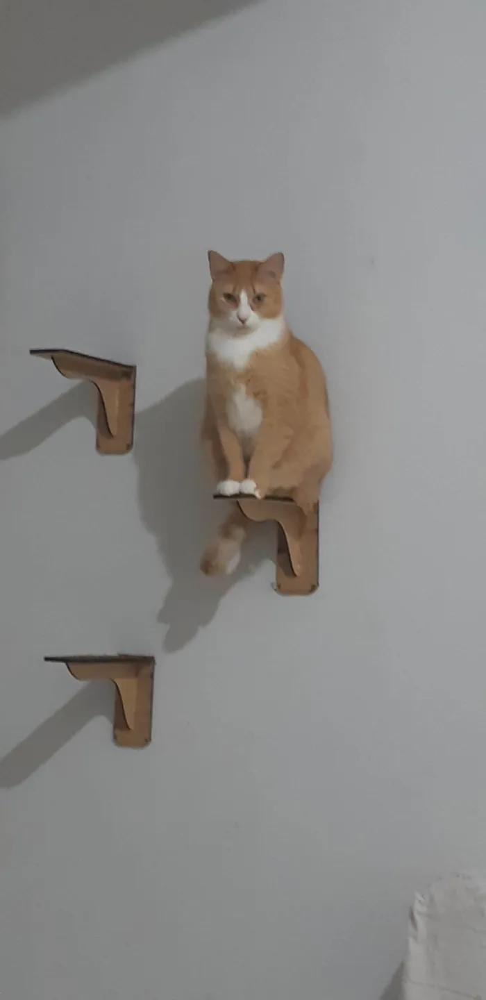 Gato ra a SRD-ViraLata idade 5 anos nome Nacho