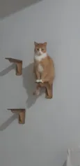 Nacho