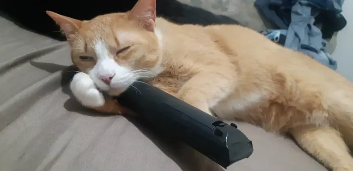 Gato ra a SRD-ViraLata idade 5 anos nome Nacho