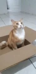 Nacho